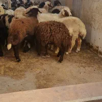 بره ابستن و شیشک ابستن دوقلو زا نقدی و چک معتبر
