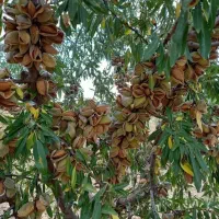 فروش انواع نهال ریشه لخت،گلدانی در نهالستان غرب|خدمات باغبانی و درختکاری|بوکان, |دیوار