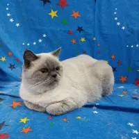 گربه سیامی باردار