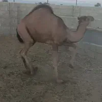 شتر نر