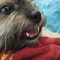 پت پامر شیتزو/۸ماهه/جنسیت نر/معاوضه با توله