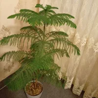 گل طبیعی