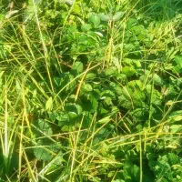 نهال توت فرنگی سابرینا|خدمات باغبانی و درختکاری|خان ببین, |دیوار