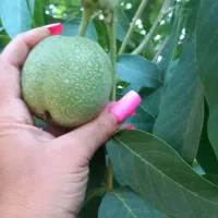 گردوی ارگانیک فیروزکوه