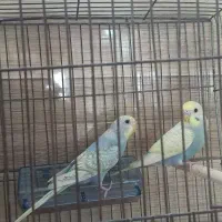 مرغ عشق رنگین کمانی بالغ