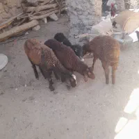 ۴تا‌گوساله‌‌یکی‌نر‌۳تا‌ماد‌برای‌نگهداری|حیوانات مزرعه|میانه, |دیوار