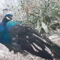 فروش یک دونه طاوس نر نژادهندی ابی