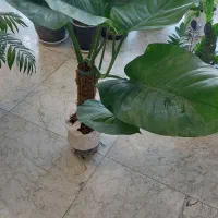 گلسرای سرسبز( گل های اپارتمانی زیر قیمت بازار گل