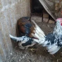 تخم مرغ نطفه دار گلین|حیوانات مزرعه|قم, بیانی|دیوار