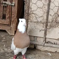 کفتر طوق زرد سرخ نرو ماده معاوضه با قناری