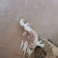 کبوتر