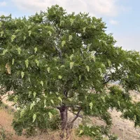 سماق اصل اورگانیک قره داغ به شرط تست و مرجوعی