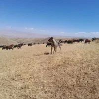 سگ عراقی|سگ|انگوران, |دیوار