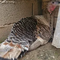 بوقلمون کرچ جوان