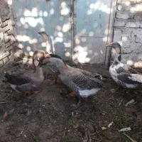 قوغاز      اردک|حیوانات مزرعه|مشهد, نیزه|دیوار