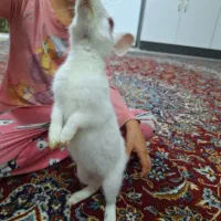 خرگوش|موش و خرگوش|تهران, قصر فیروزه ۱|دیوار