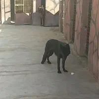 ماده ژرمن بلک