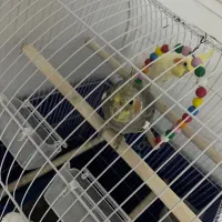 عروس هلندی ۶ ماهه