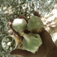 سیر سفید