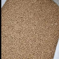 گندم بذری دیم رقم باران