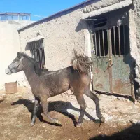 کره مادیون تولیدی|اسب و تجهیزات اسبسواری|بهبهان, |دیوار