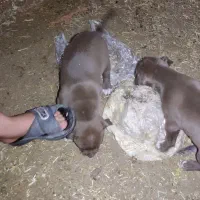 سگ بیت بول|سگ|اسلامآباد غرب, |دیوار