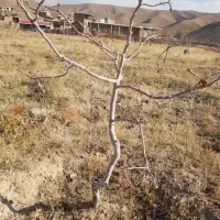 نهال درخت پسته چنتا موجود بارده پیوند اکبری|گل و گیاه طبیعی|مشکان, |دیوار