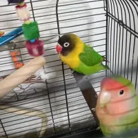 طوطی برزیلی