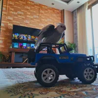 جفت عروس هلندی سخنگو و رقاص