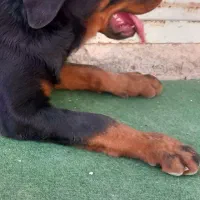 روتوایلر تیپ آمریکایی