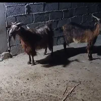 بز جوان