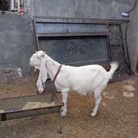 4تا بز گلابی جوان آبستن مایه دار|حیوانات مزرعه|بروجرد, |دیوار