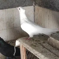 جوجه سفید چشم سفید اراکی|پرنده|جیرفت, |دیوار