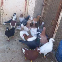 کبوتر همه رقم