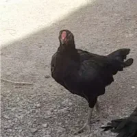 مرغ لاری معاوضه با کبوتر