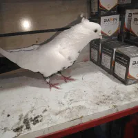 بوینی قرمز تهرانی|پرنده|مرند, |دیوار