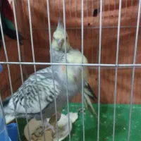 جوجه عروس هلندی