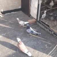 دوتا شازده همای نر و ی نر سبز و ی سفید سینه ماشی