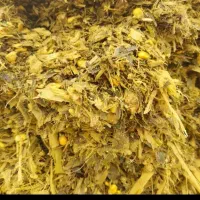 فروش چغندرقند و تفاله چغندروسیب و علوفه ذرت|لوازم جانبی حیوانات|میانه, |دیوار