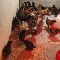 جوجه یک روزه تا یک ماهه|حیوانات مزرعه|شیراز, پودنک|دیوار