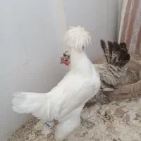 خروس لهستانی