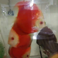 دیسکس رد ملون و آلبینو پلاتینیوم سایزبزرگ گریدبالا|ماهی|شاهینشهر, خبرنگار|دیوار