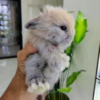 خرگوش لوپ