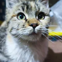 واگذاری گربه|گربه|پرند, فاز ۲|دیوار