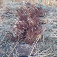 جارو|لوازم نظافت|زنجان, |دیوار