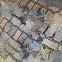 کبوتر جوجه|پرنده|طرقبه, |دیوار