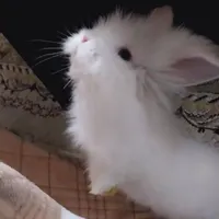 خرگوش لوپ