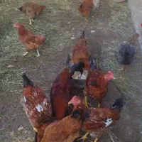 هشت عدد خروس سرحال|حیوانات مزرعه|لاهیجان, گلستان|دیوار