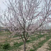 زمین-دور-دیوار-باغی-انواع-درخت-میوه-خادم-آباد