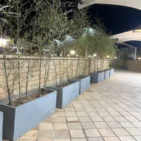 گلدان بتنی|گل و گیاه طبیعی|شیراز, بعثت|دیوار